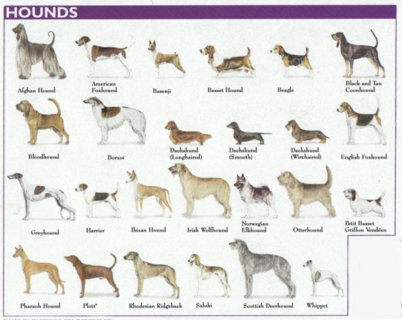 hounds_dog_breed_chart