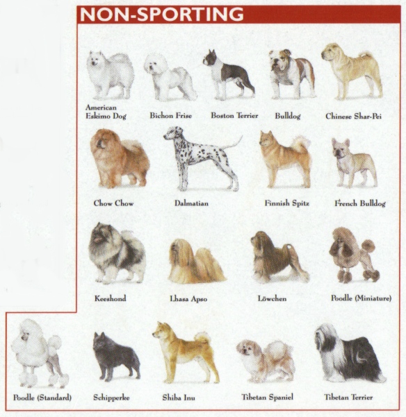 non-sporting_breeds_chart